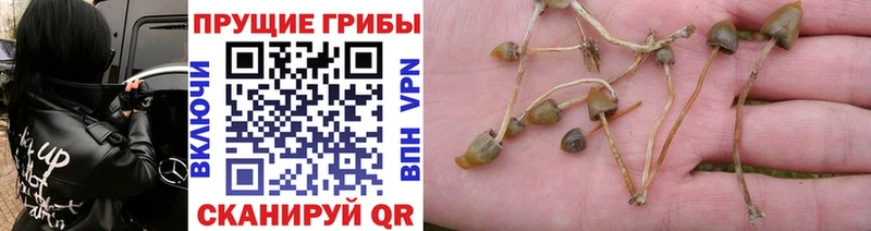 Купить  Йошкар-Ола  Псилоцибиновые грибы GOLDEN TEACHER 